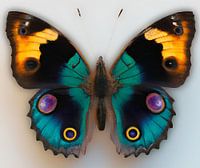 vlinder
