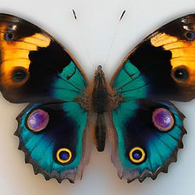 vlinder van Jacco Hinke