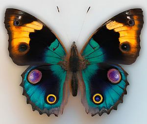 Schmetterling von Jacco Hinke