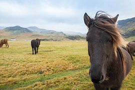 Isländische Pferde von René Schotanus