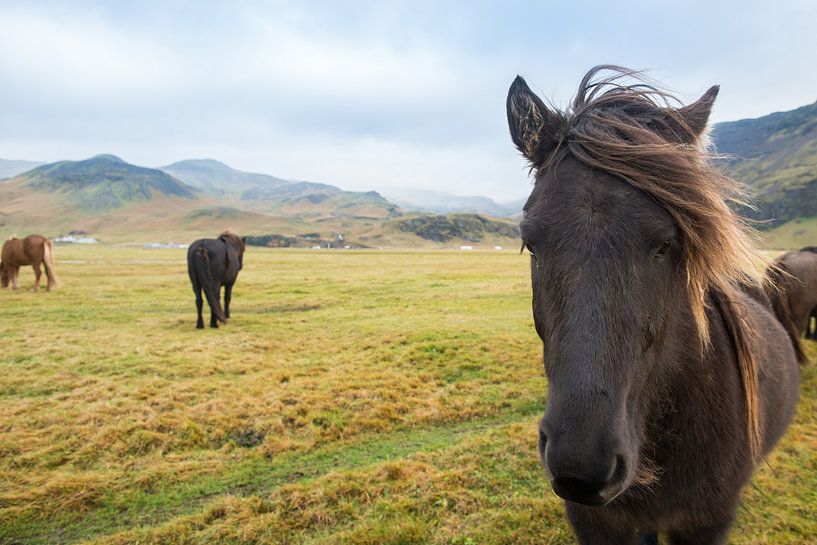 Chevaux islandais par René Schotanus