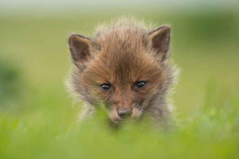 Young red fox by Hunink Ecologie