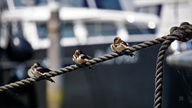 Zwaluw vogeltjes die op een lijn zitten in de haven. van Sailographic Paula