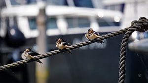 Les hirondelles s'alignent dans le port.