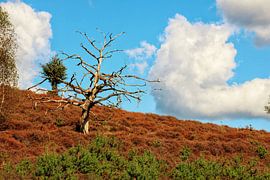 landscape by Arnoud van der Meer