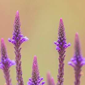 Droomachtige violette bloemen bloeien in het voorjaar en de zomer als een betoverend motief van Christian Feldhaar