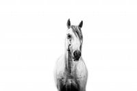 Witte Spaanse hengst