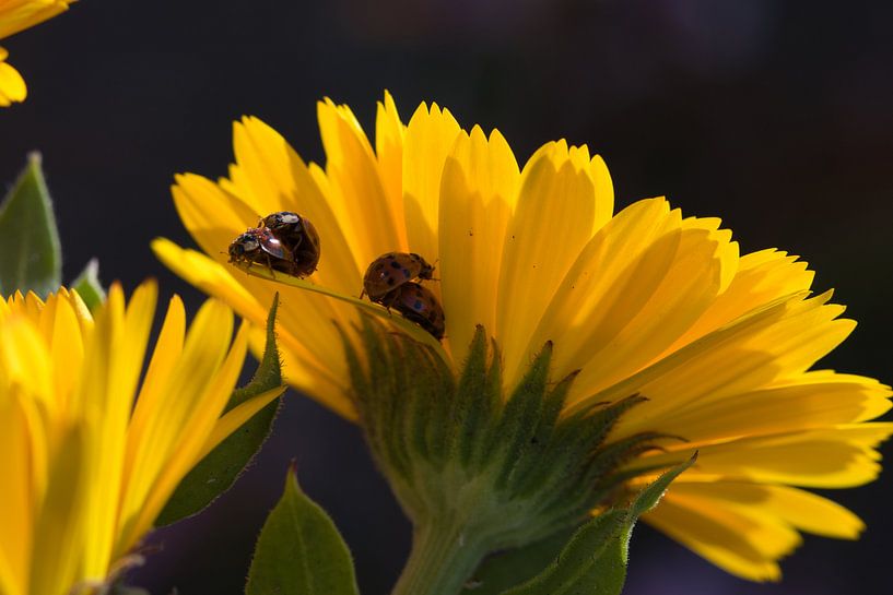 Lieveheersbeestjes making love op een goudsbloem van Jolanda de Jong-Jansen