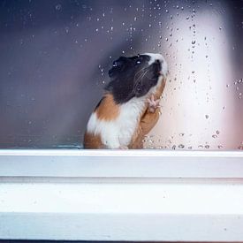 Cochon d'Inde à la fenêtre avec des gouttes de pluie sur Marloes van Antwerpen