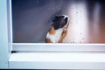 Cavia bij raam met regendruppels