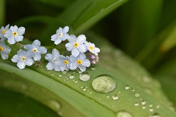 The garden after the rain by Claude Laprise