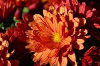 Chrysanthemums in a wet garden