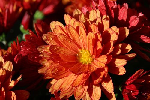 Chrysanthemums in a wet garden