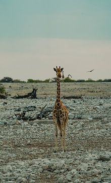 Giraffe in Etosha Nationaal Park in Namibië, Afrika van Patrick Groß