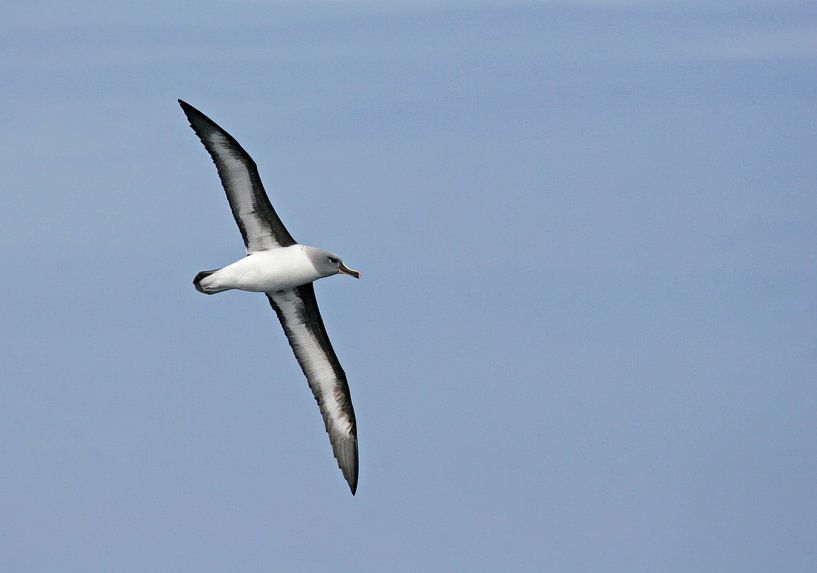 Graukopfalbatros im Flug von Beschermingswerk voor aan uw muur