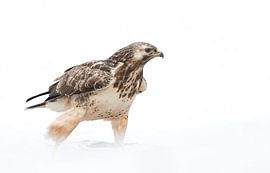 Blonder Mäusebussard in einer Winterlandschaft! von Robert Kok