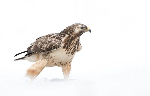 Blond Common Buzzard in a winter landscape!