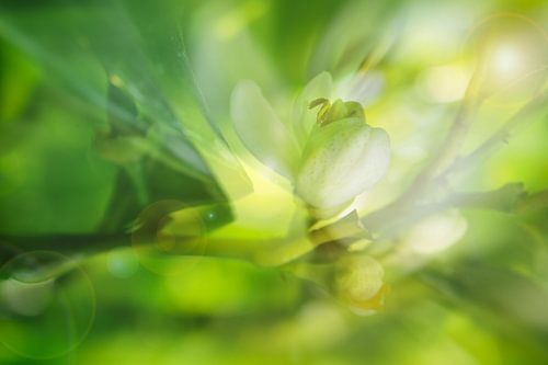 Fraîcheur nature sur Martine Affre Eisenlohr
