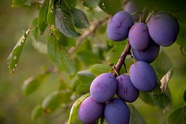 Plums