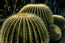 Goudbolcactussen