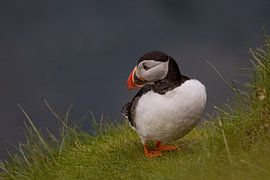 Puffin looking over the Faroese cliffs