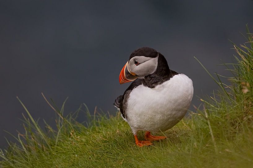 Puffin looking over the Faroese cliffs by AylwynPhoto