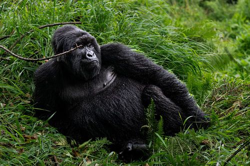 Augenkontakt im Dschungel - Der Zauber von Mgahinga