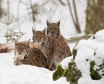 mother and child lynxen