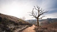 Posbank, Veluwe