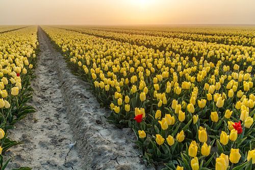 Field of Tullips at a foggy dawn
