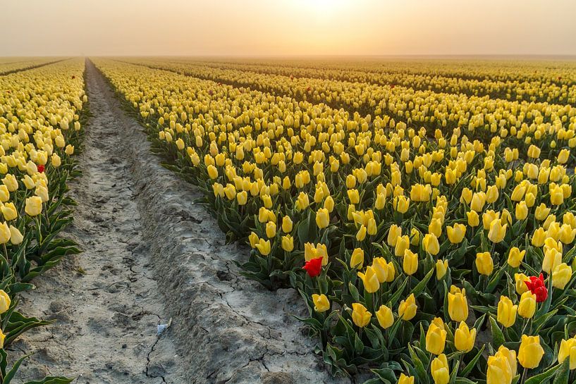 Lever de soleil dans un champ de tulipes jaunes par Vivianne Molenaar-Seinen