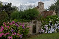 Flowering hydrangea's at old farmhouse