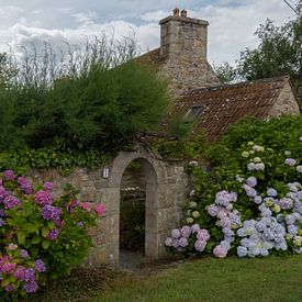 Blühende Hortensien am alten Bauernhaus von Gerben van Buiten