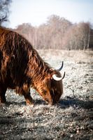 De grazende Schotse Hooglander