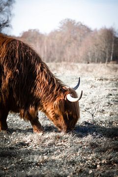 De grazende Schotse Hooglander