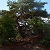 Un pin sylvestre par beau temps sur Gerard de Zwaan