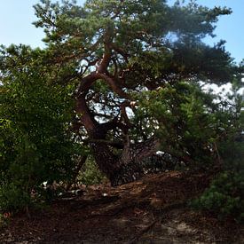 Un pin sylvestre par beau temps sur Gerard de Zwaan