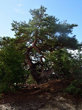 A Scots pine in fine weather