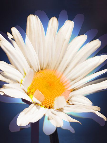 Daisy by KiM Photo