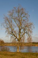 Beautiful tree at the Maas