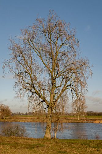 Prachtige boom aan de Maas