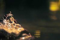 Majestic Crocodile II