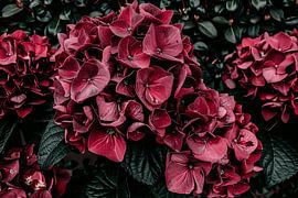 Atmospheric red flowers by Art & Soul Creations