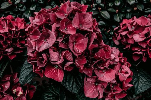 Sfeervolle rode bloemen