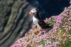 Puffin in the Flowers by Jasper Los