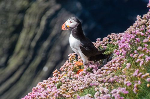 Puffin in the Flowers