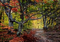 Troll forest.