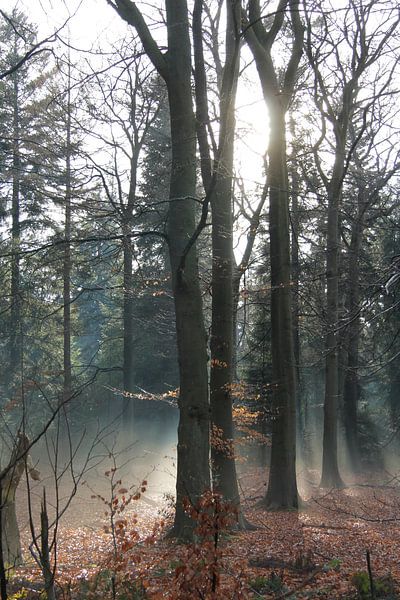 mistic forrest by Saskia Toonen