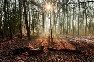 Wintertag im Wald in Bergen op Zoom
