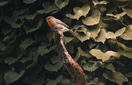 Little robin in sunrise by Andre Schäfer